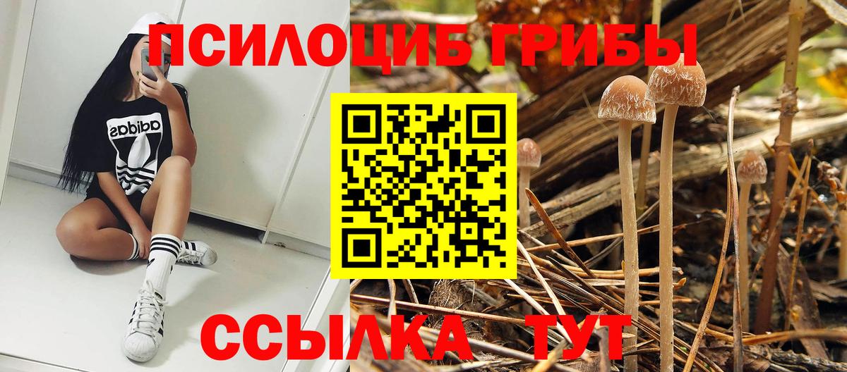 Галлюциногенные грибы Psilocybine cubensis Борисоглебск